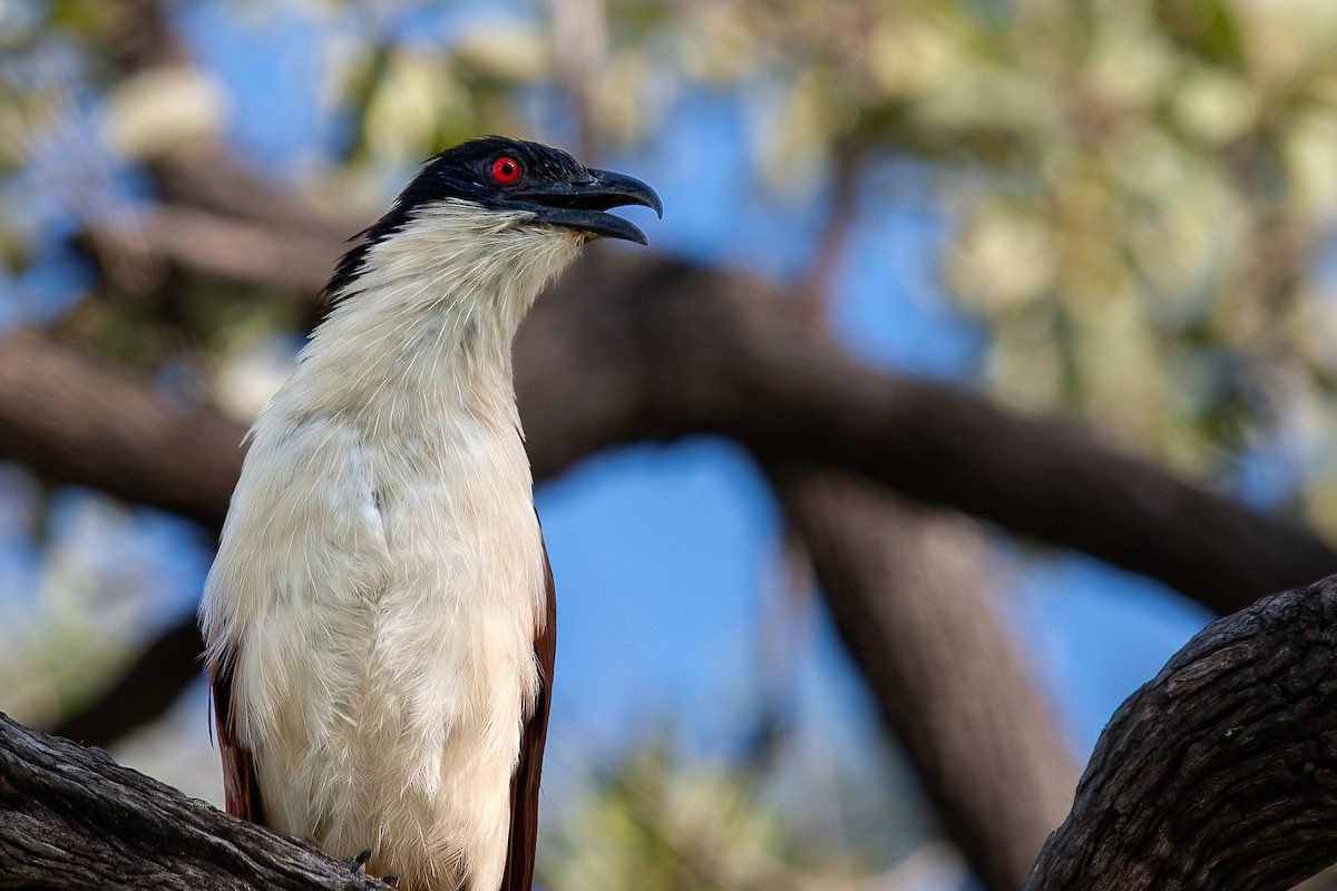 Coppery-tailed Coucal - Mike “Champ” Krzychylkiewicz