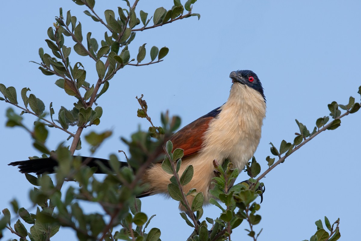 Coppery-tailed Coucal - ML622160374