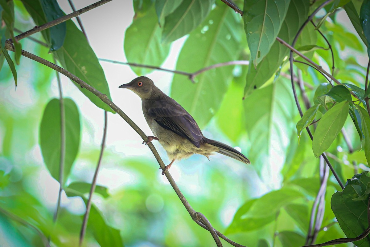 Red-eyed Bulbul - ML622160392