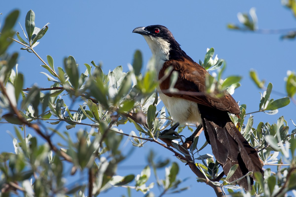 Coppery-tailed Coucal - ML622160397