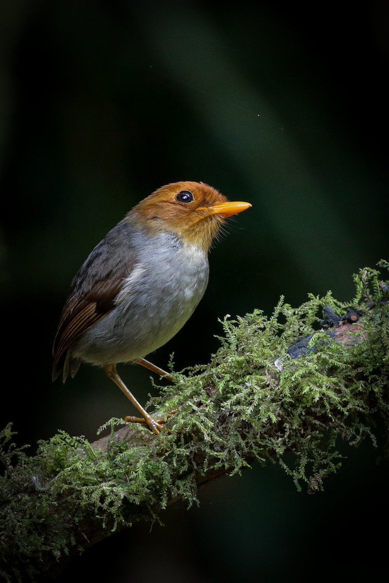 Hooded Antpitta - ML622160407