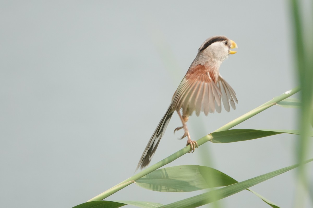 Reed Parrotbill - ML622160417