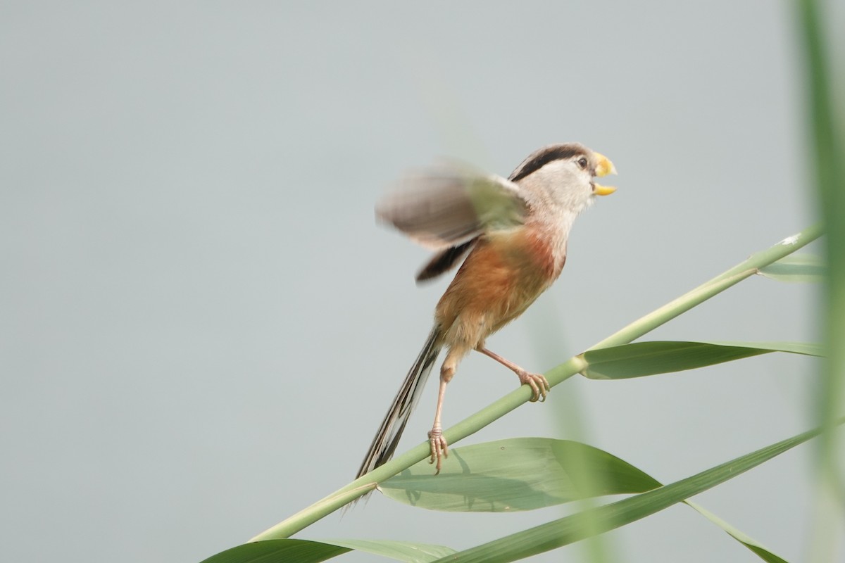 Reed Parrotbill - Wilbur Xiao