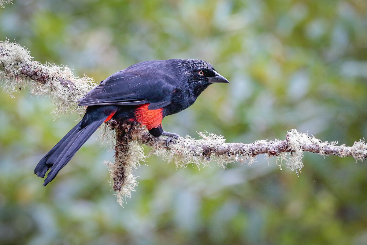 Red-bellied Grackle - CRISTIAN DAZA- MANAKIN NATURE TOURS