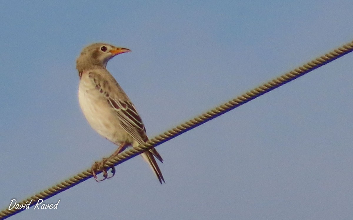 Rosy Starling - David Raved