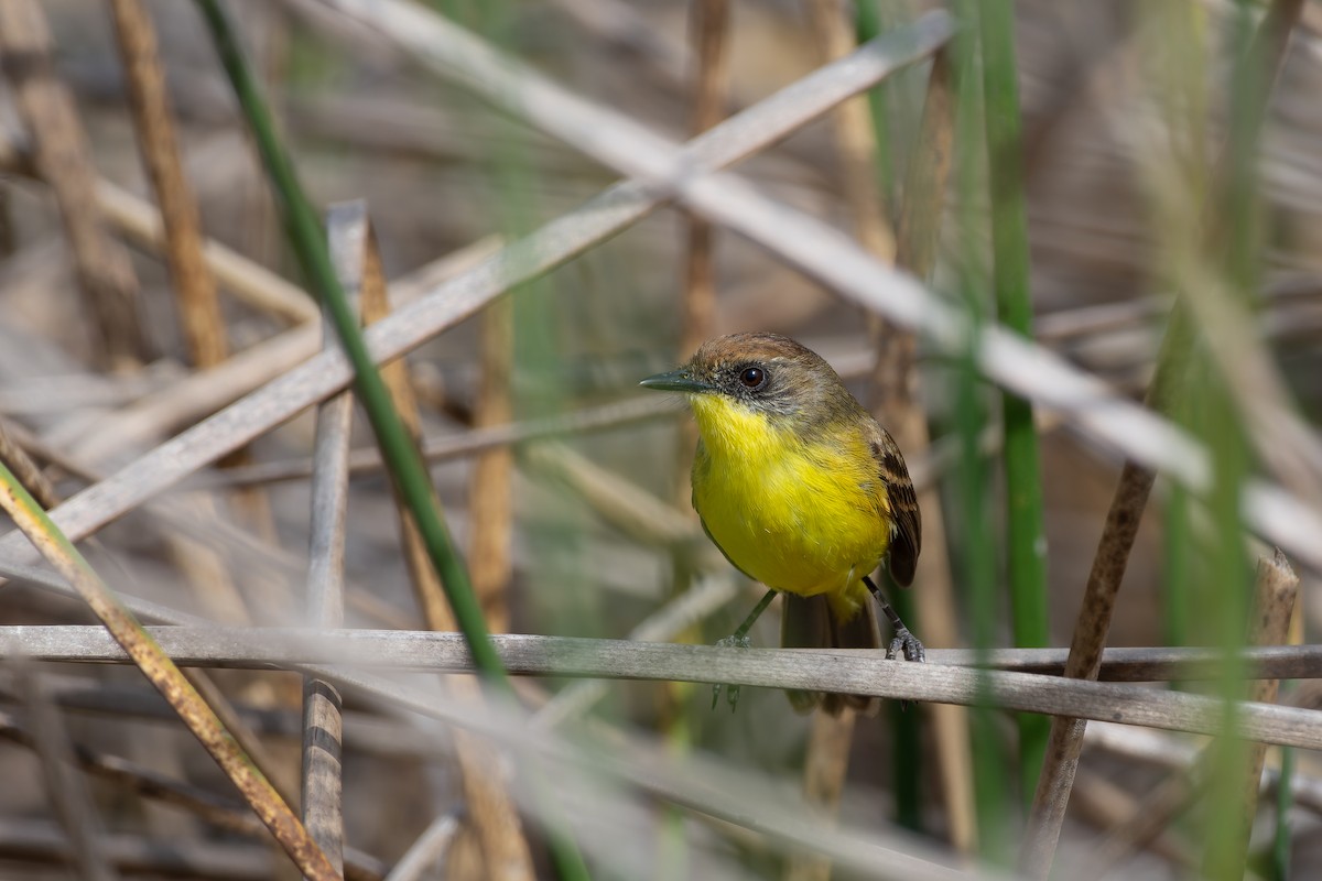 Warbling Doradito - ML622160535