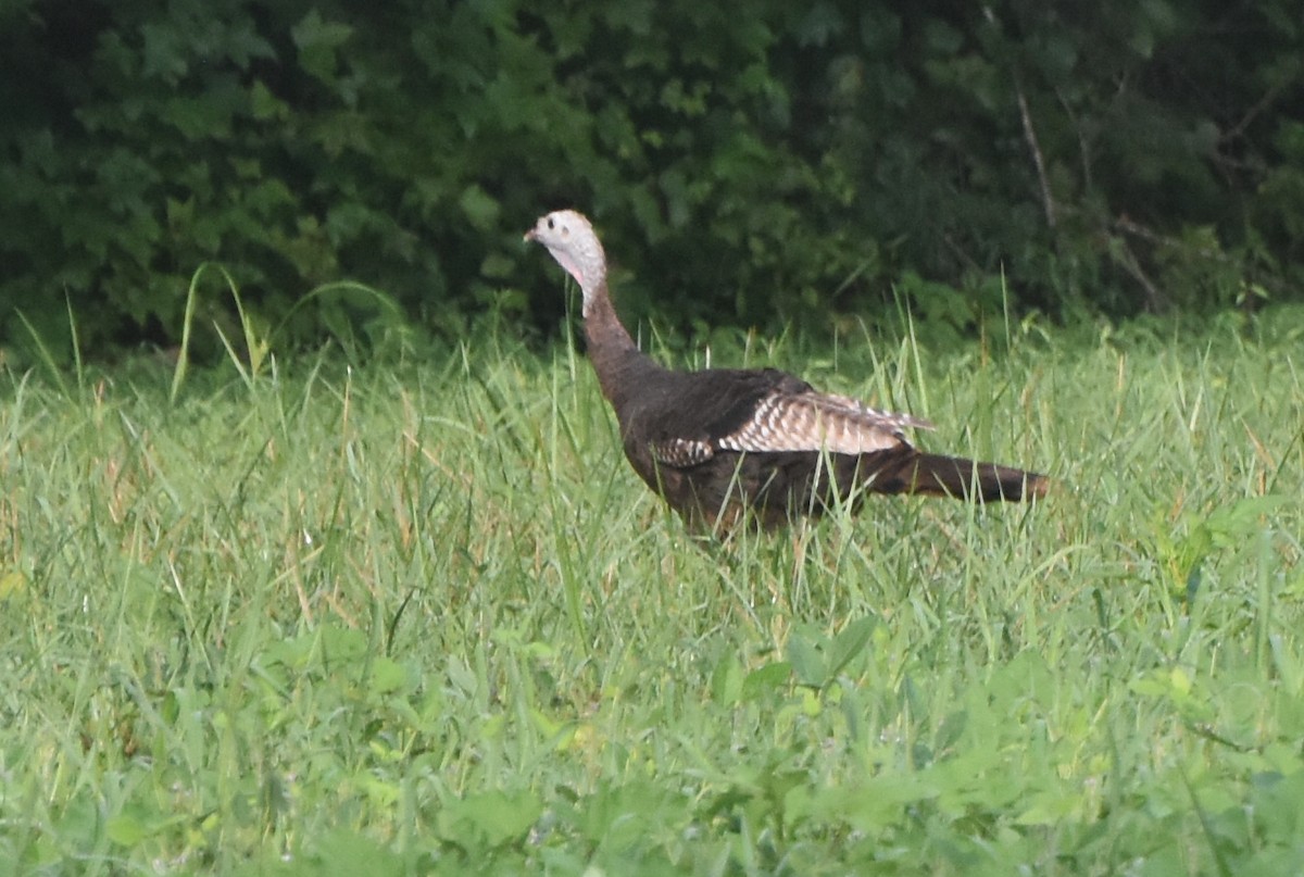 Wild Turkey - ML622160541