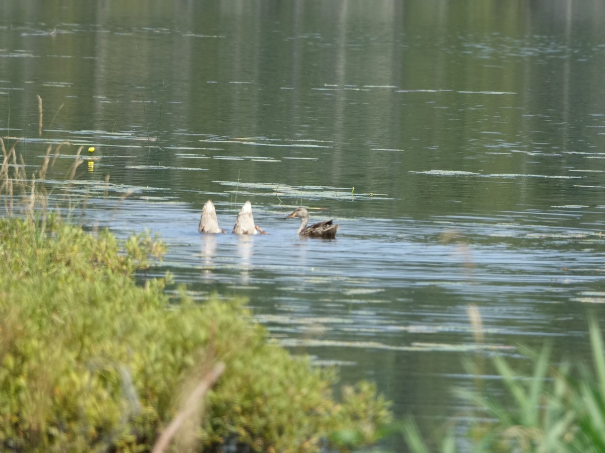 Mallard - Denisette Laf