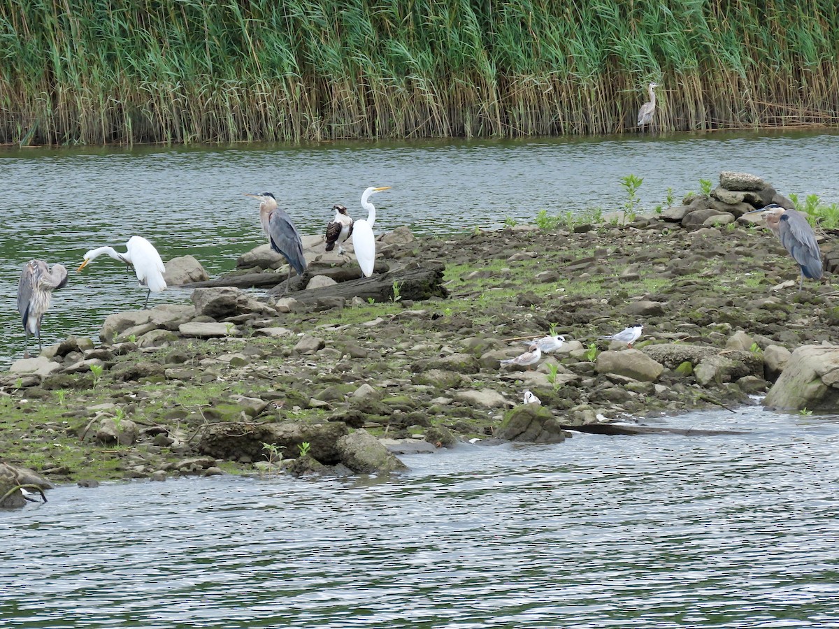 Forster's Tern - LouAnn O'Hora