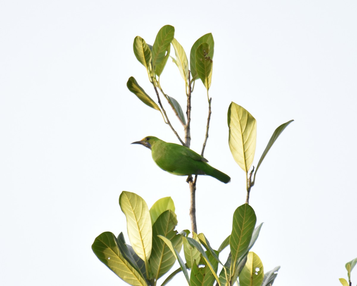 Golden-fronted Leafbird - ML622160570