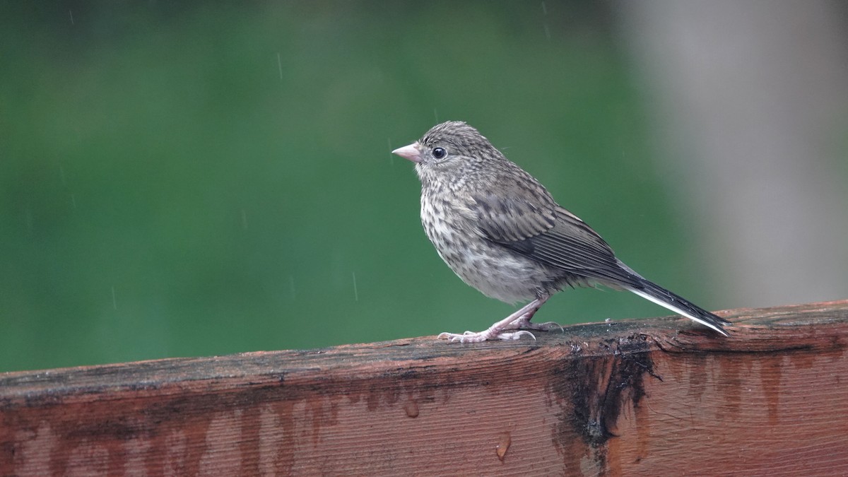 Dark-eyed Junco - Barry Day