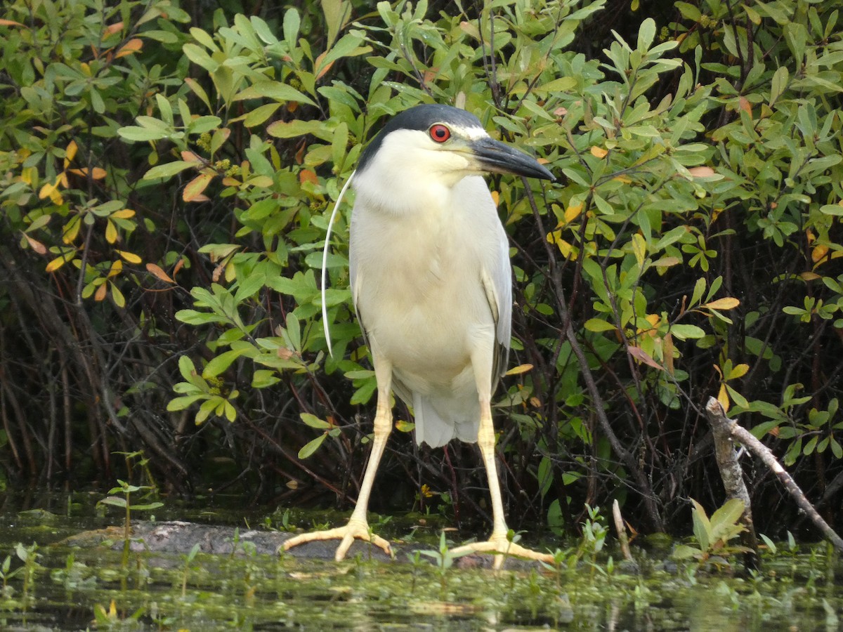 Black-crowned Night Heron - Noah Lasci