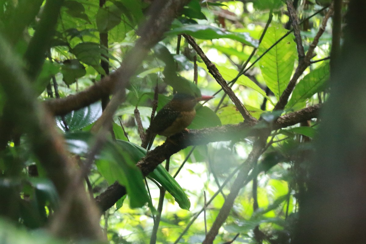 Blue-capped Kingfisher - ML622160634