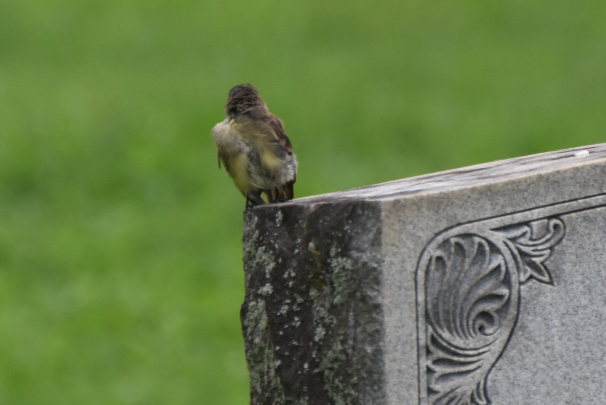 Eastern Phoebe - ML622160649