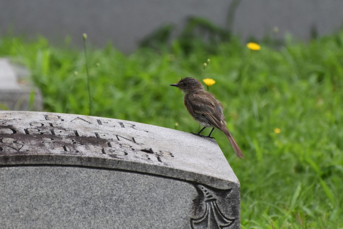 Eastern Phoebe - ML622160650