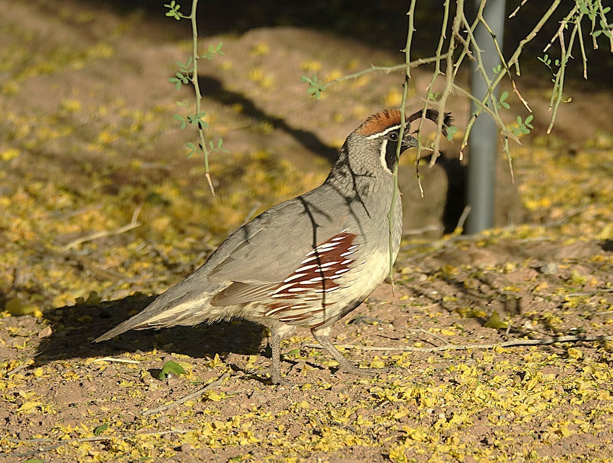 Gambel's Quail - ML622160680