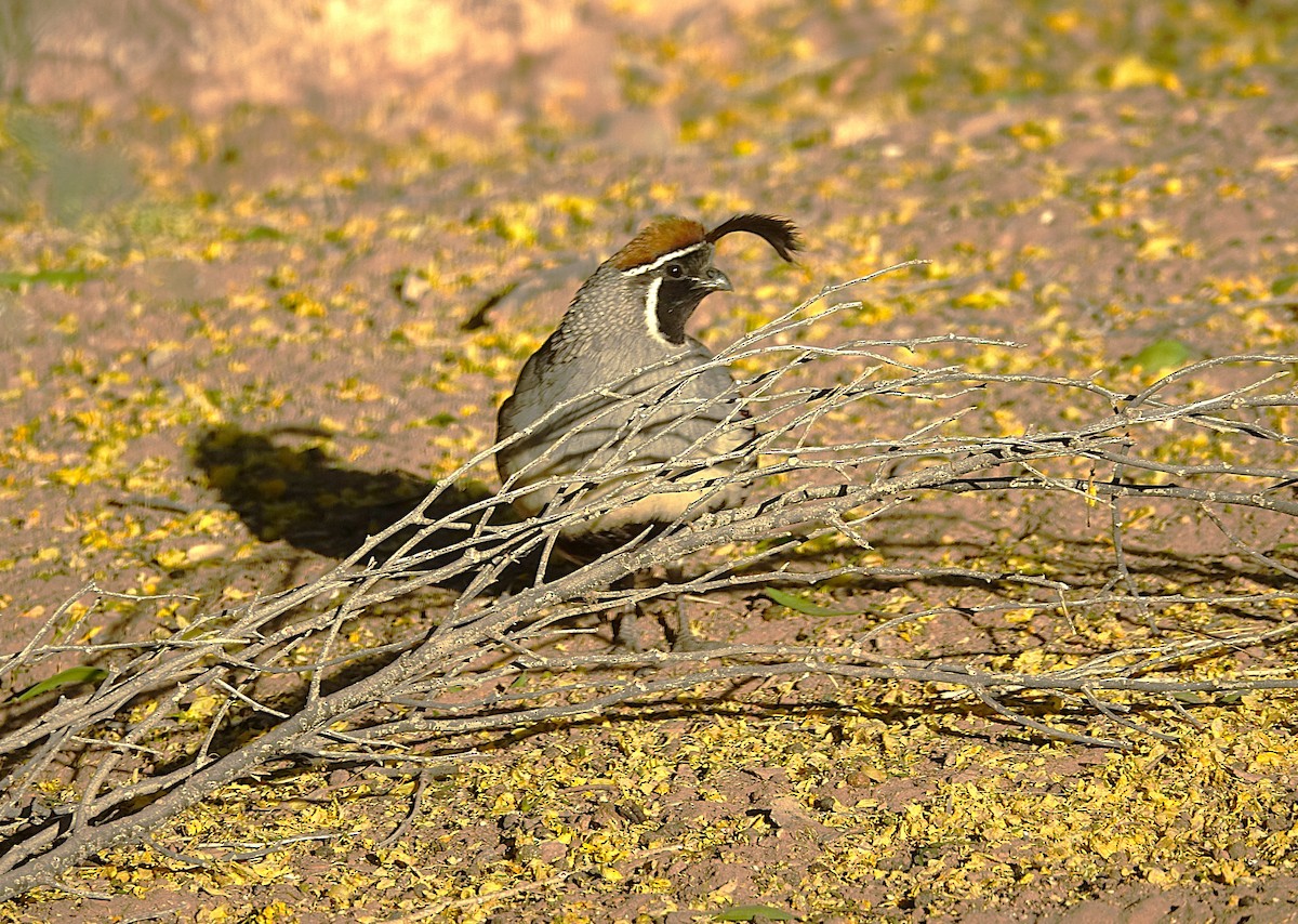 Gambel's Quail - ML622160681