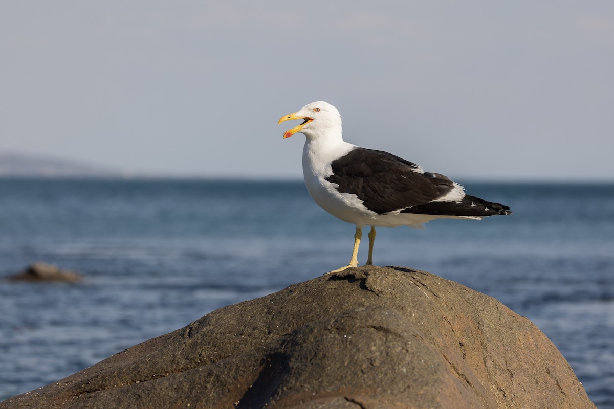 Kelp Gull (dominicanus) - ML622160690