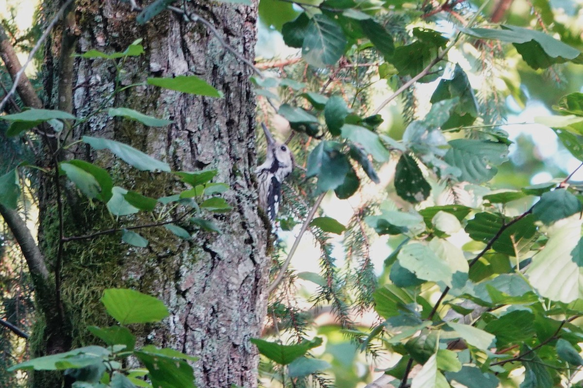 White-backed Woodpecker - ML622160698