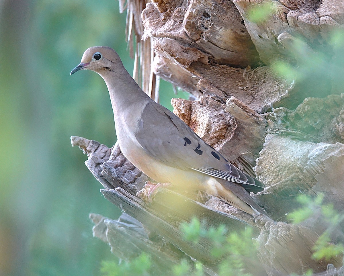 Mourning Dove - ML622160721