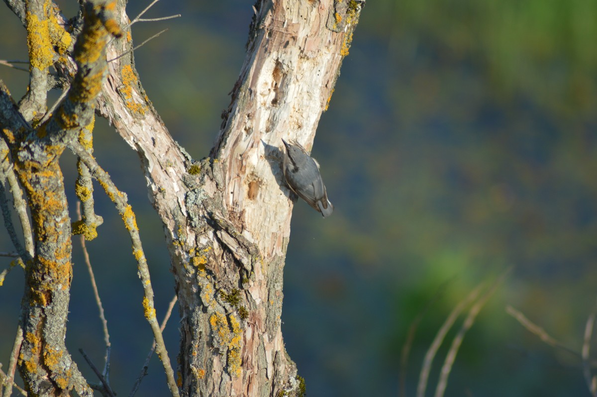 Eurasian Nuthatch - ML622160730