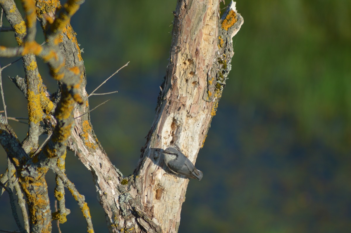 Eurasian Nuthatch - ML622160731