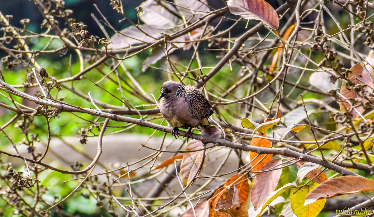 Spotted Dove - ML622160735