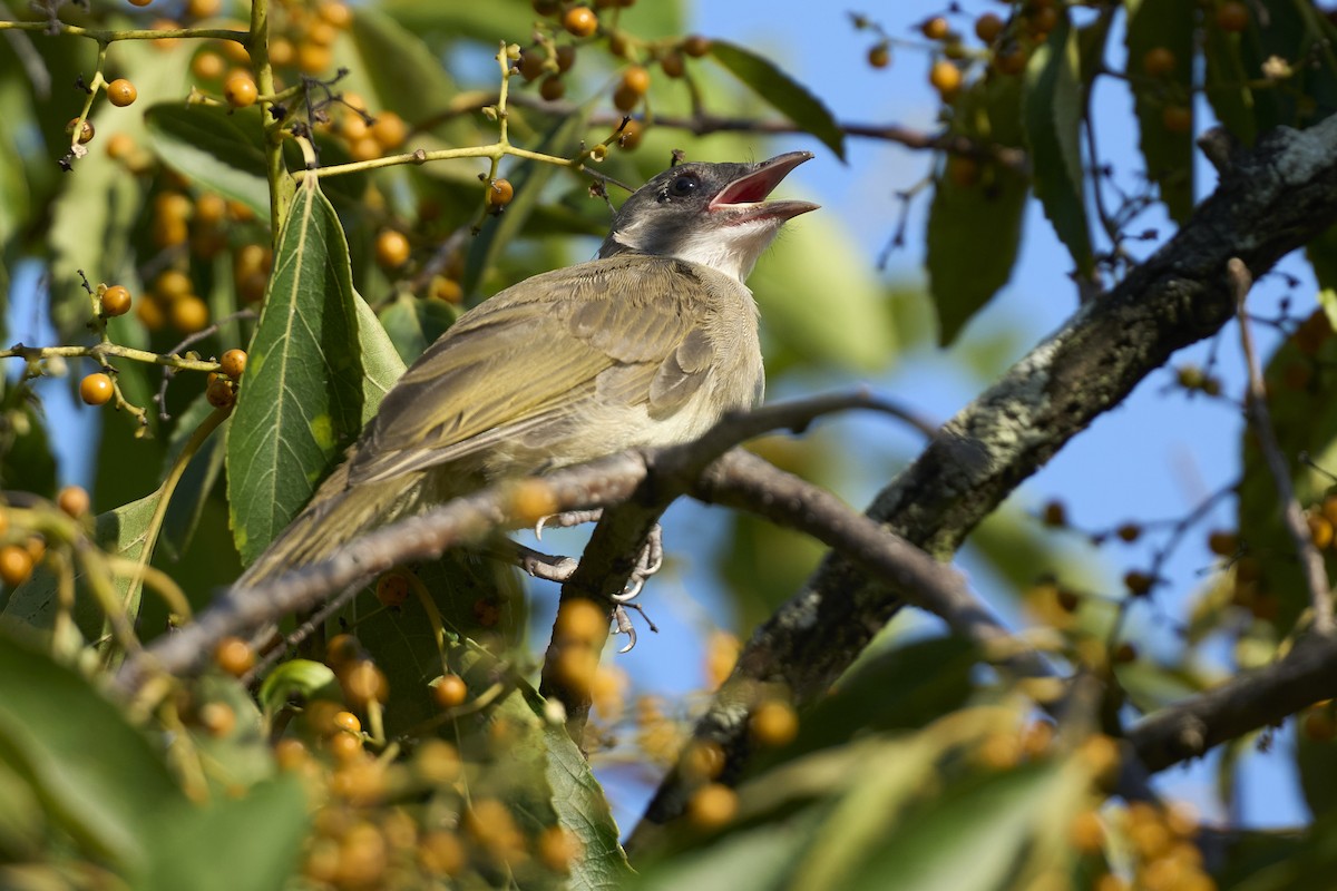 Light-vented Bulbul - ML622160738