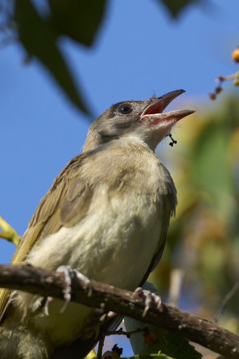 Light-vented Bulbul - Aska Wu