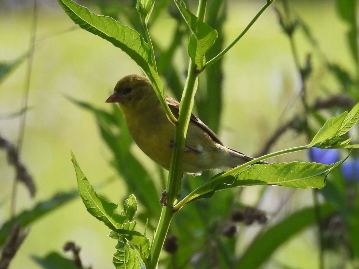 American Goldfinch - ML622160741