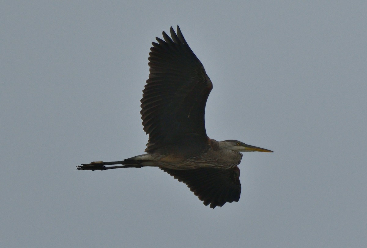 Great Blue Heron - ML622160743