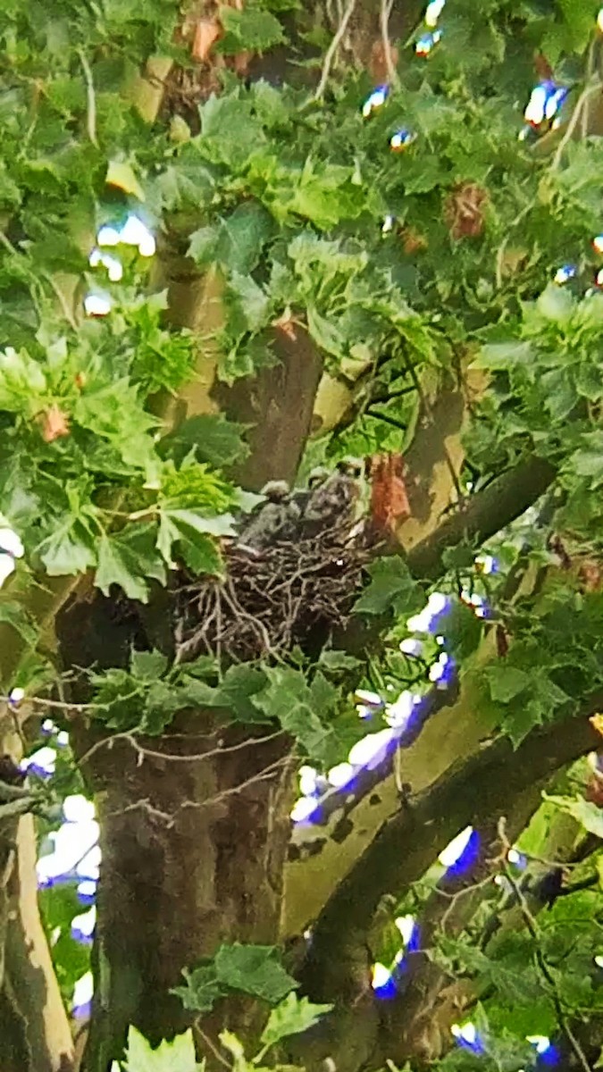 Eurasian Hobby - ML622160745