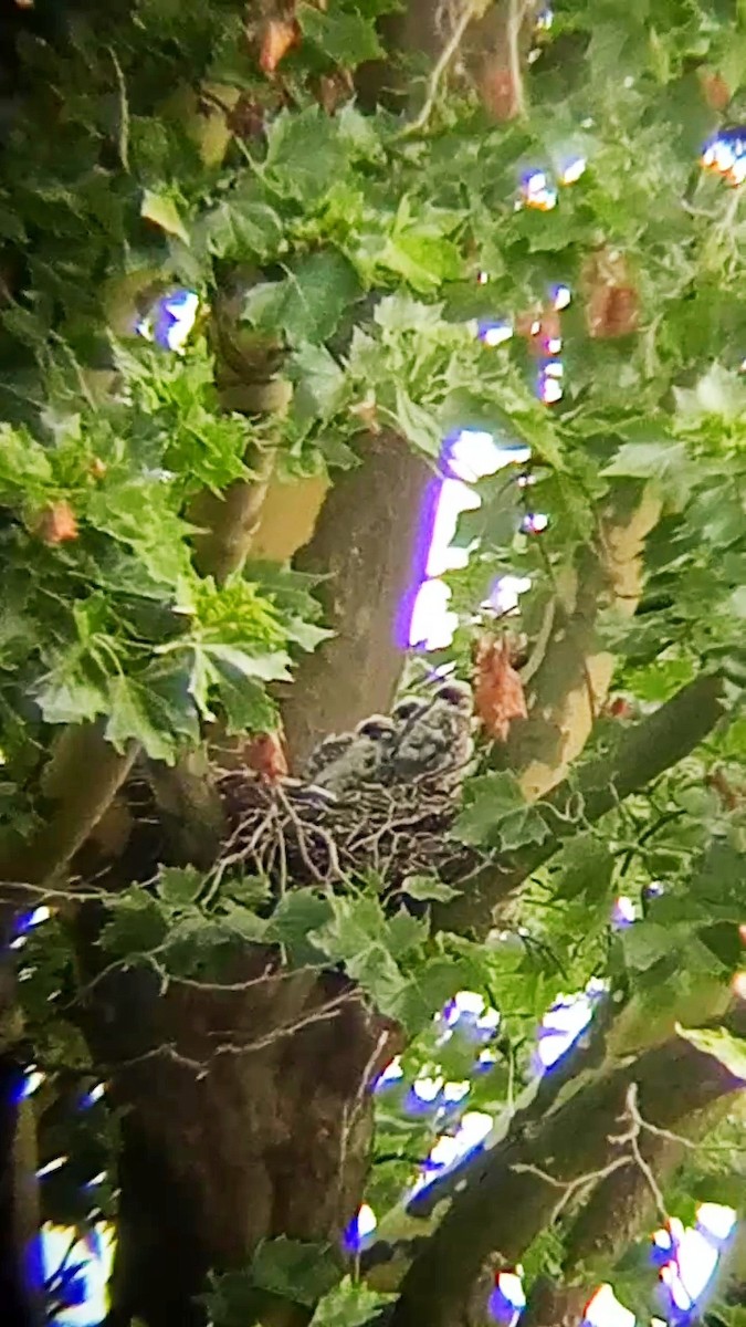 Eurasian Hobby - ML622160746