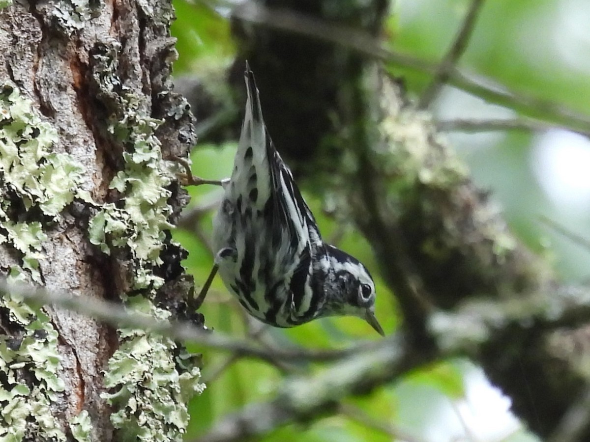 Black-and-white Warbler - ML622160750