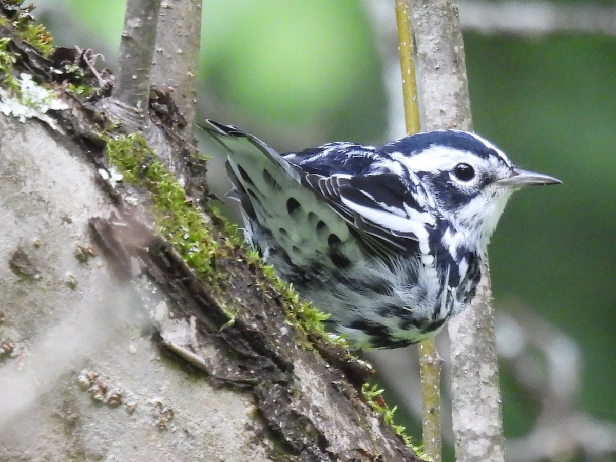 Black-and-white Warbler - ML622160751