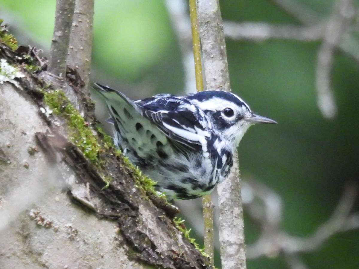 Black-and-white Warbler - ML622160752