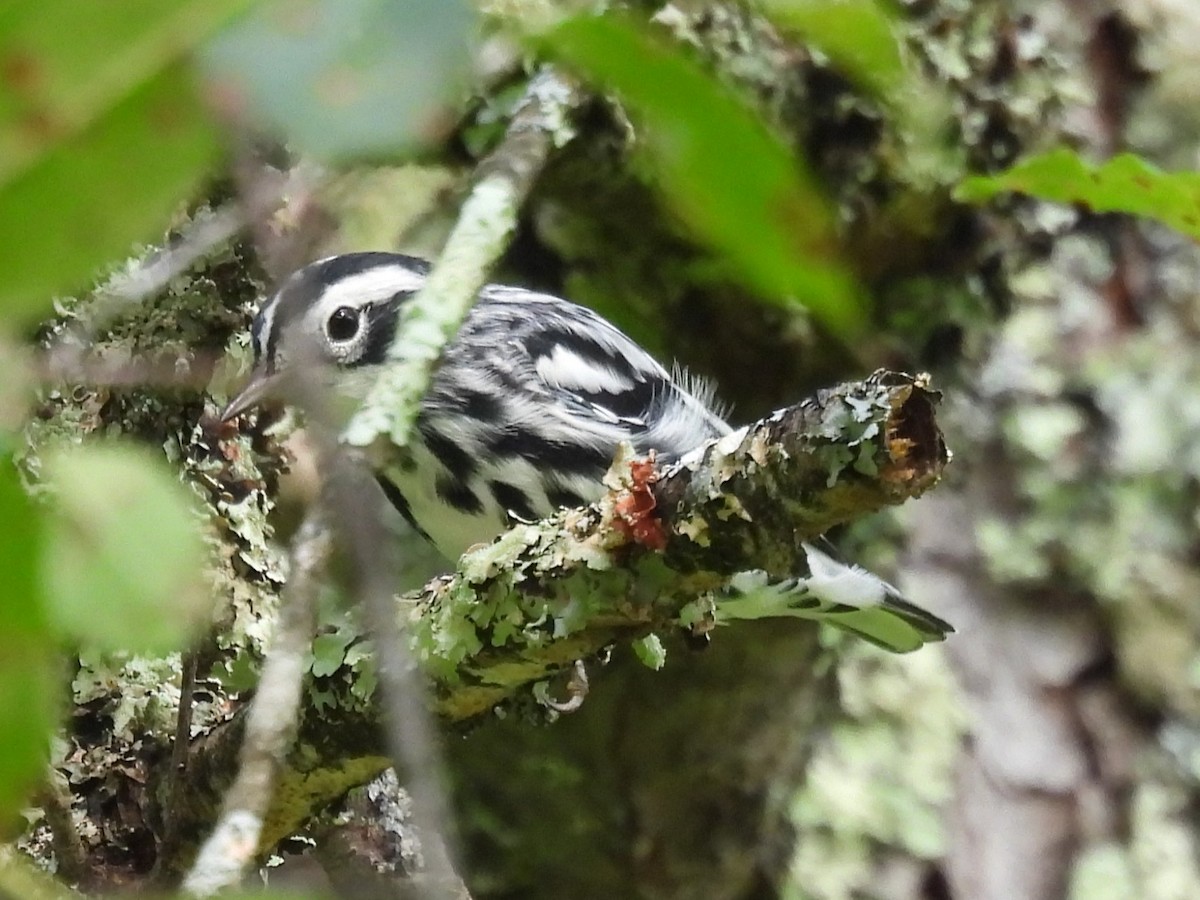 Black-and-white Warbler - ML622160753