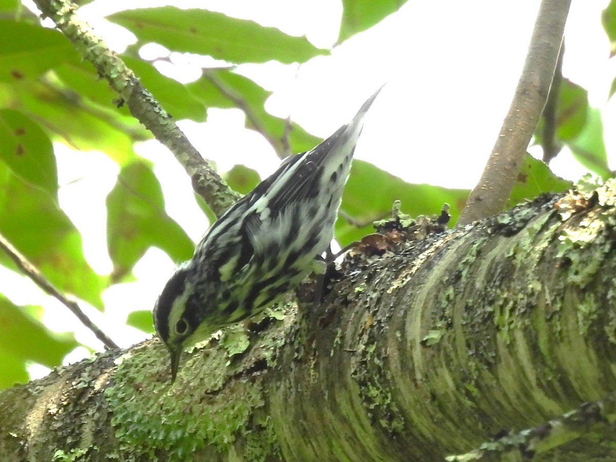 Black-and-white Warbler - ML622160754
