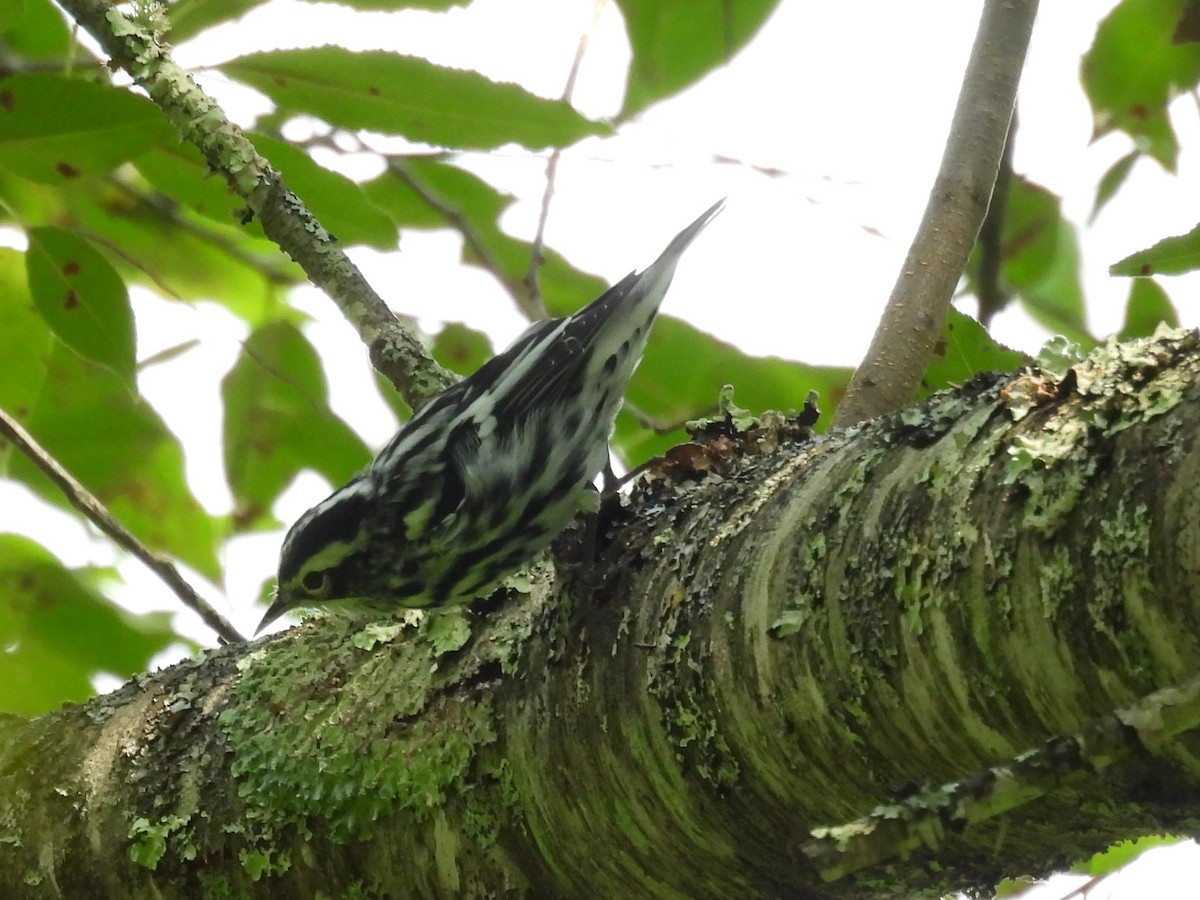 Black-and-white Warbler - ML622160755