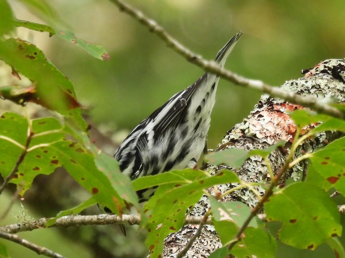 Black-and-white Warbler - ML622160758
