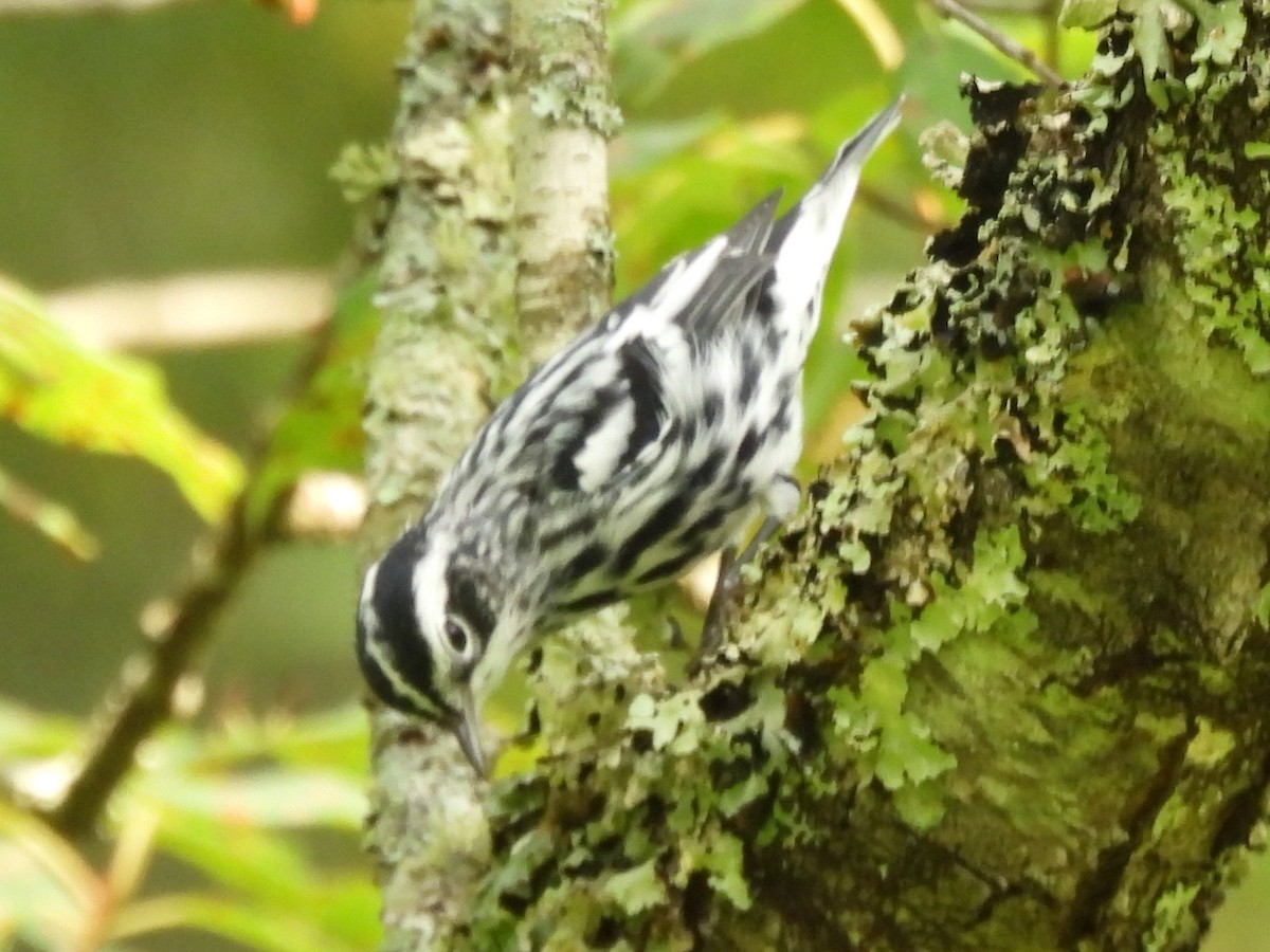 Black-and-white Warbler - ML622160759