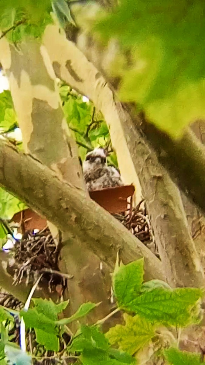 Eurasian Hobby - ML622160772