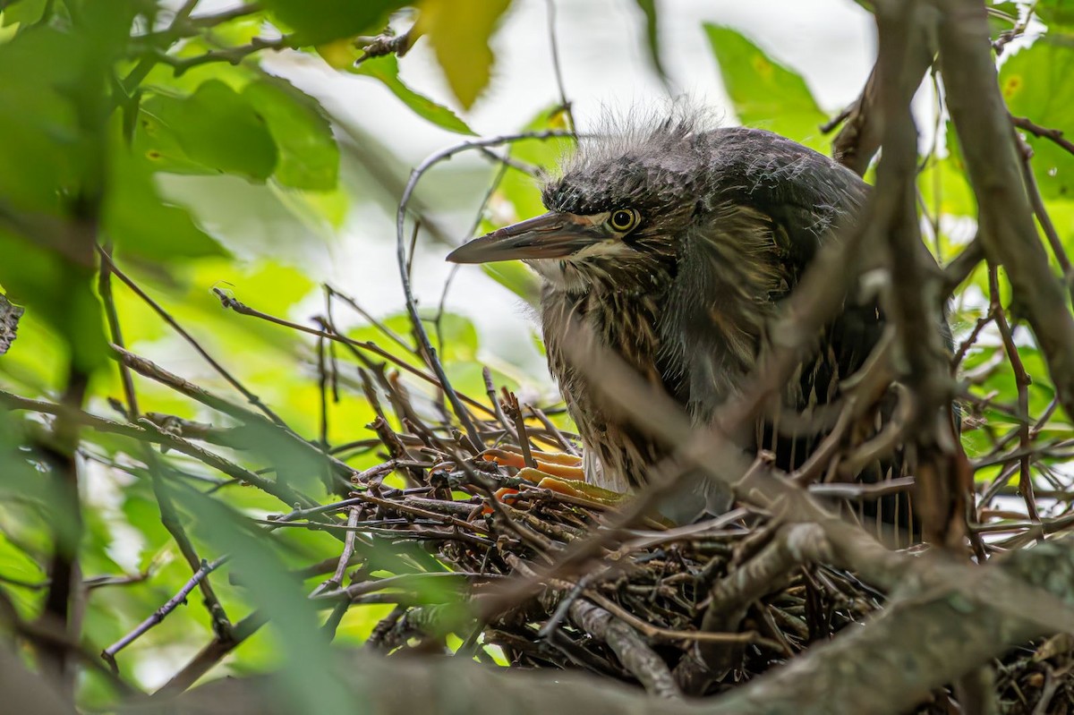 Green Heron - ML622160773