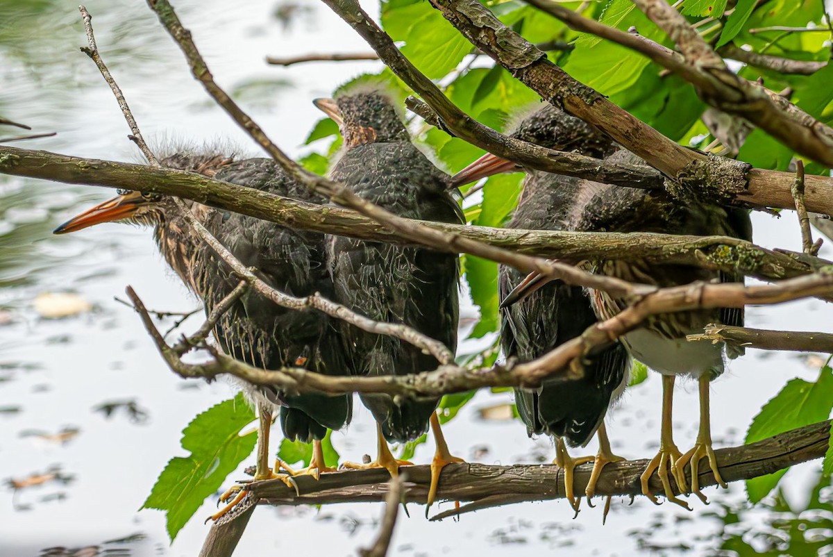 Green Heron - ML622160774