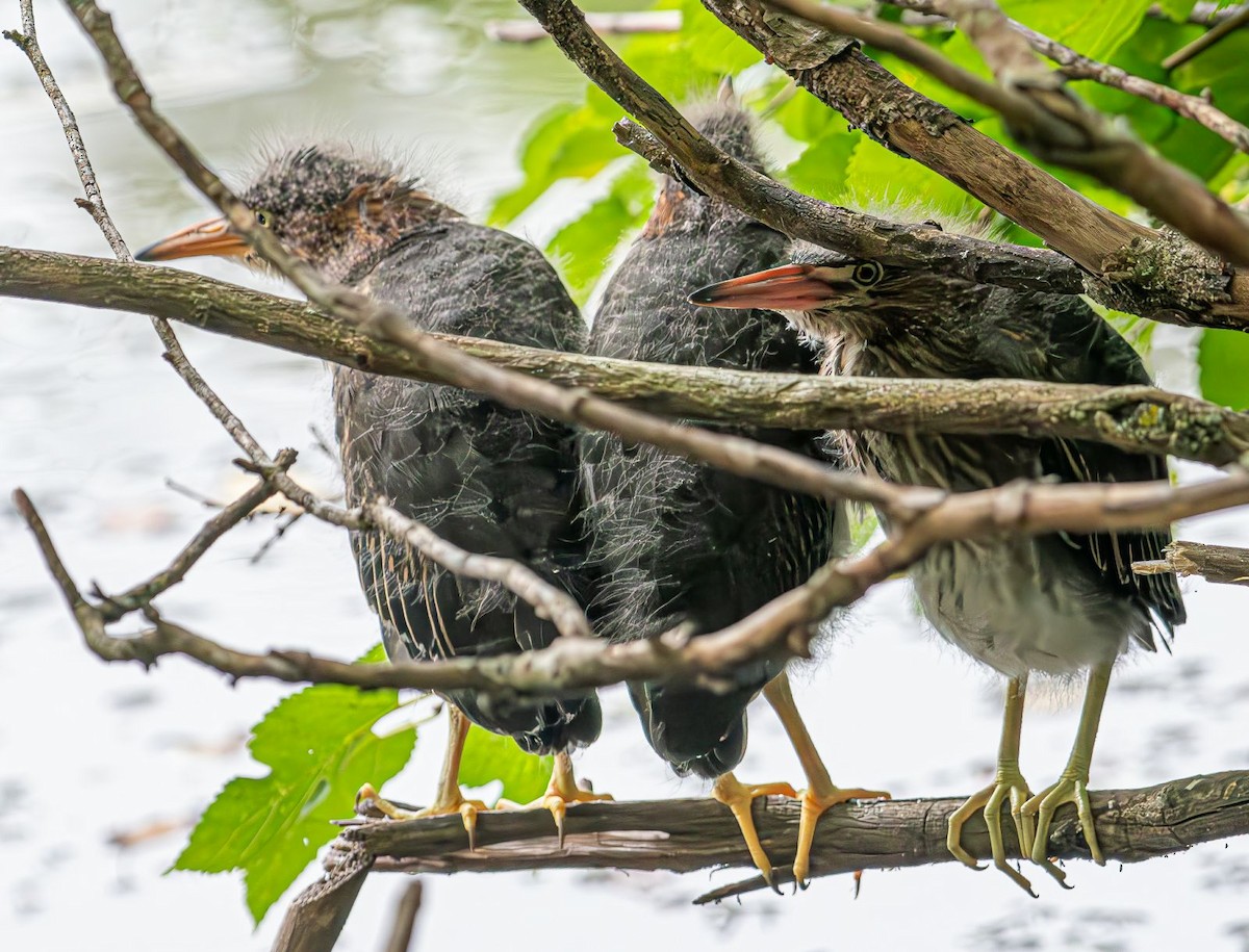 Green Heron - Guy DiRoma