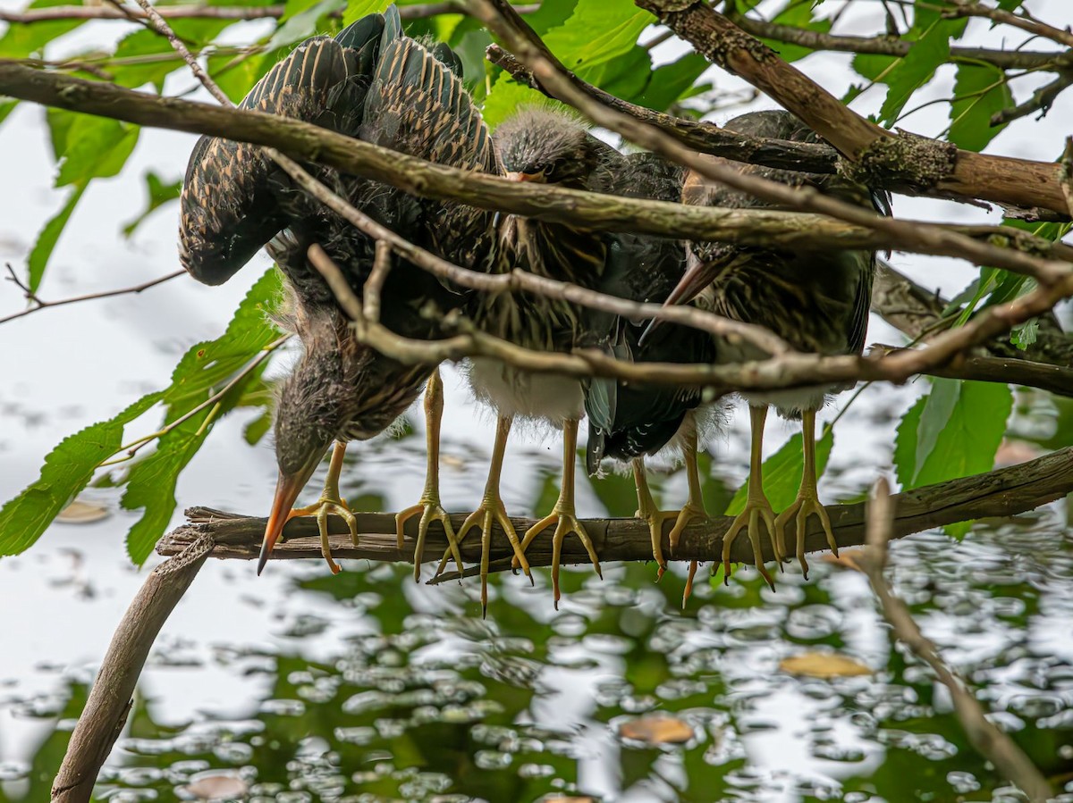 Green Heron - ML622160776