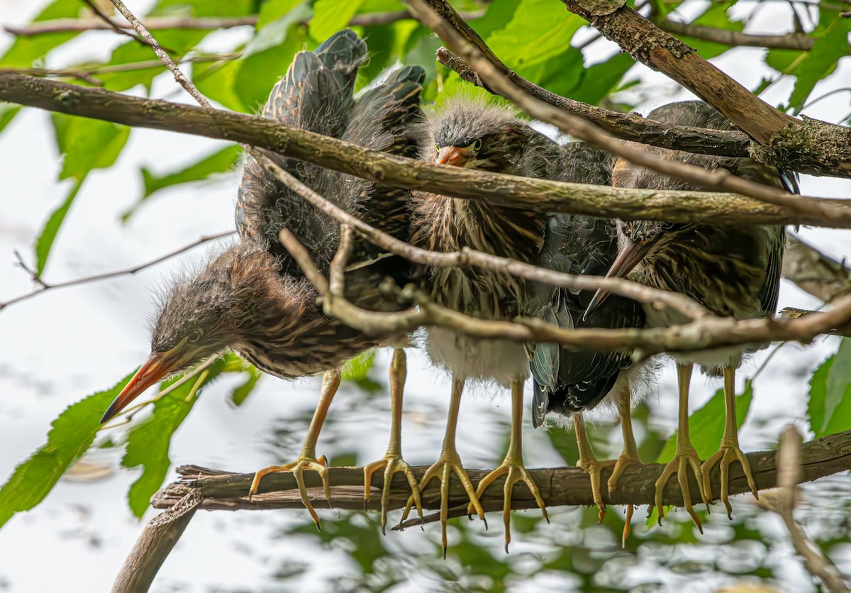 Green Heron - ML622160777