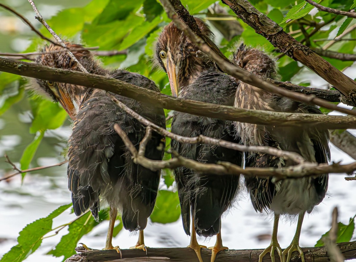 Green Heron - ML622160778