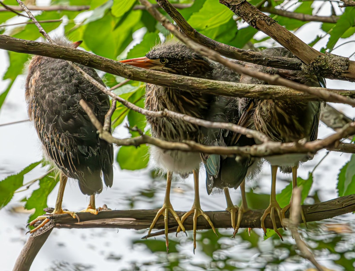 Green Heron - ML622160779