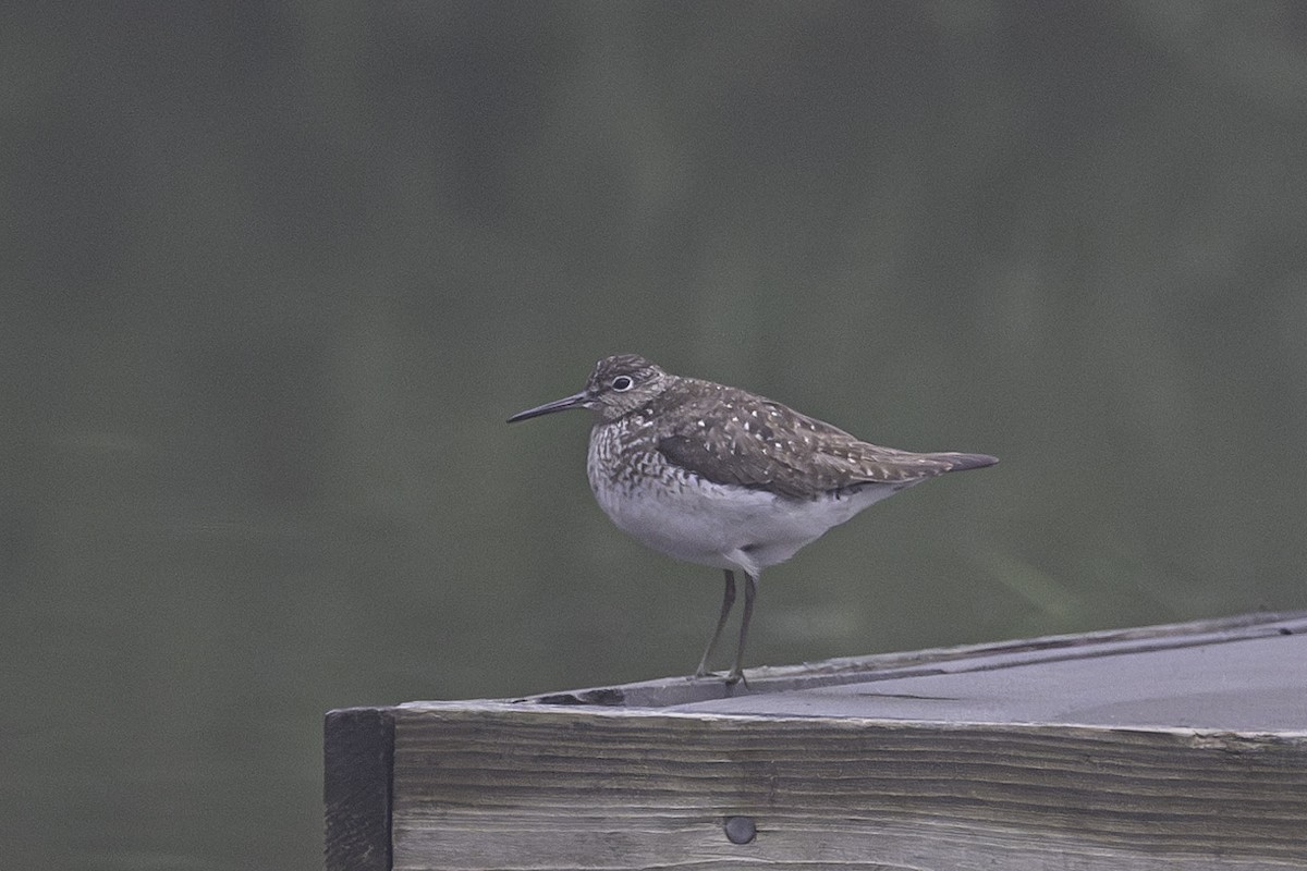 Solitary Sandpiper - ML622160780